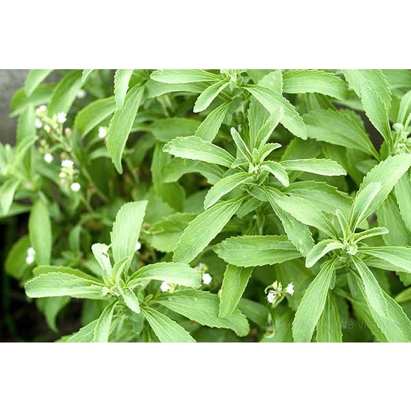 Trà cỏ ngọt (500gr)