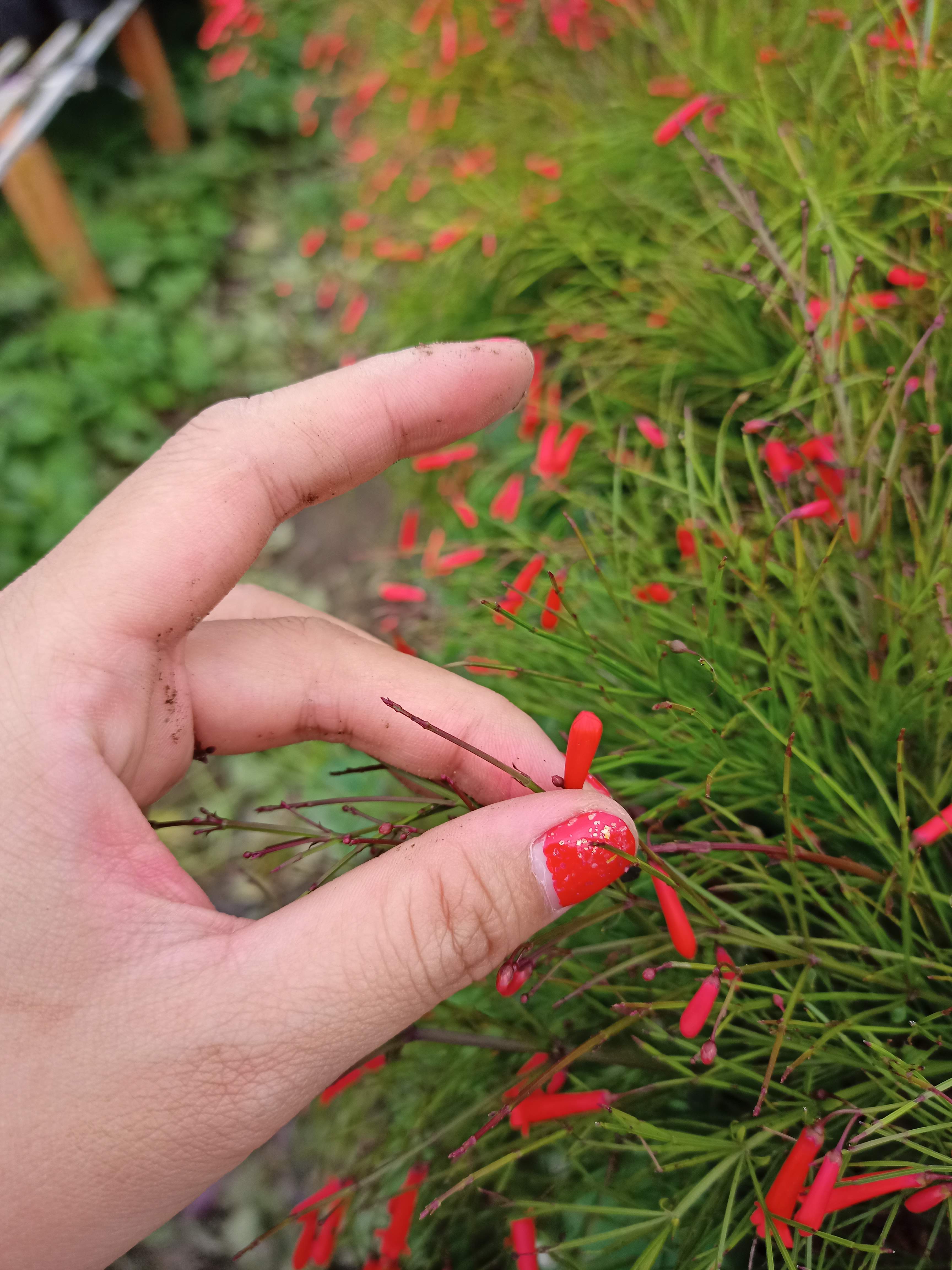 Cây liễu phao hoa đỏ, cây xác phao, cẫy liễu tường hoa đỏ, Russelia equaisetiformis - Summer Garden