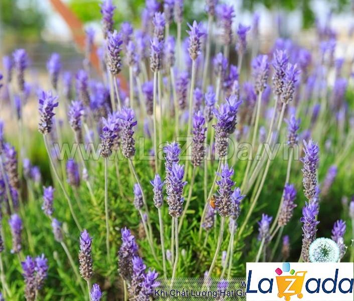 [HCM]50h Hạt Giống Hoa Oải Hương Lavender (C1.204| B6*V13)