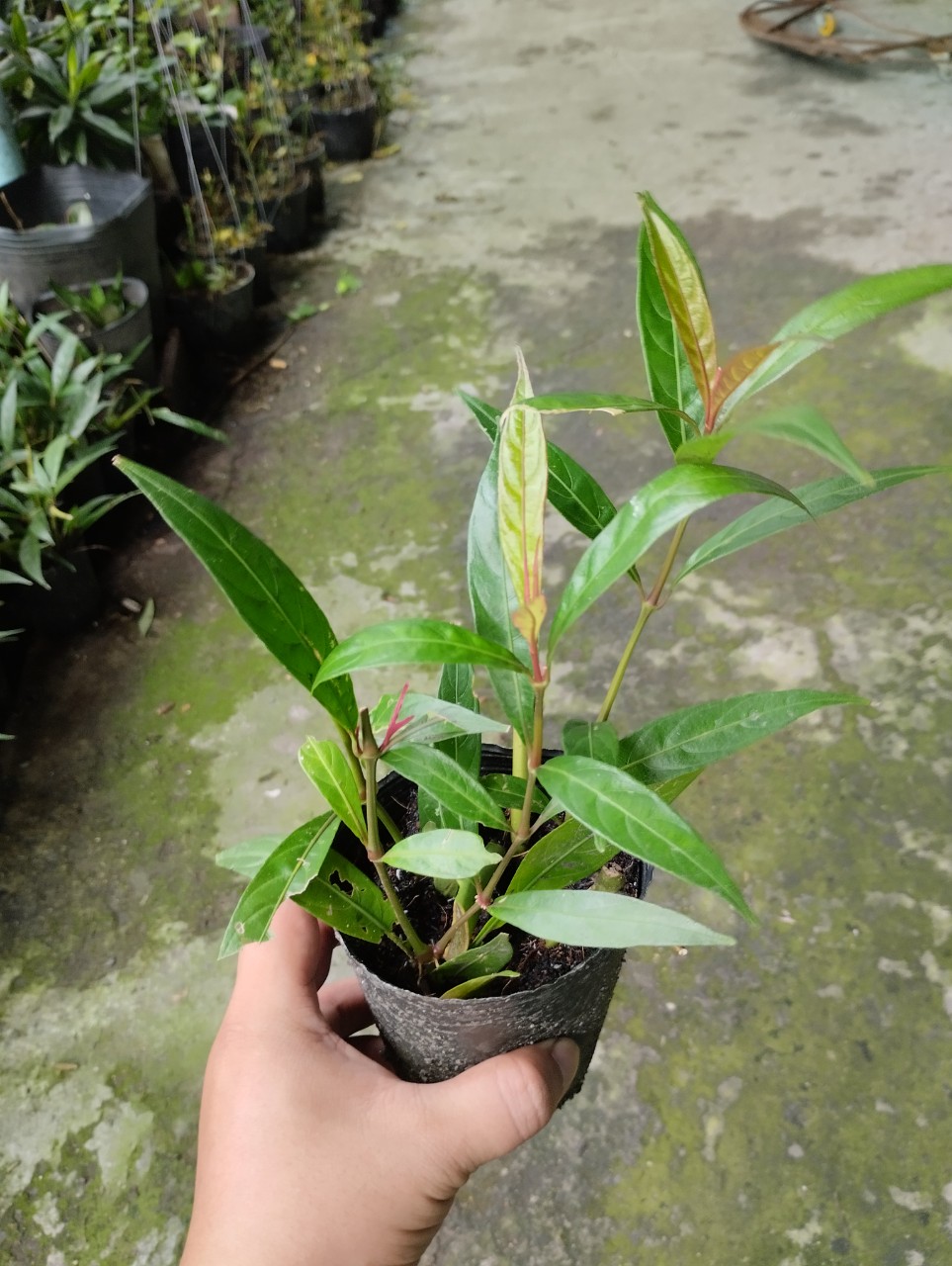 Chậu cây hoàn ngọc đỏ - Chỉ giao hỏa tốc 3h