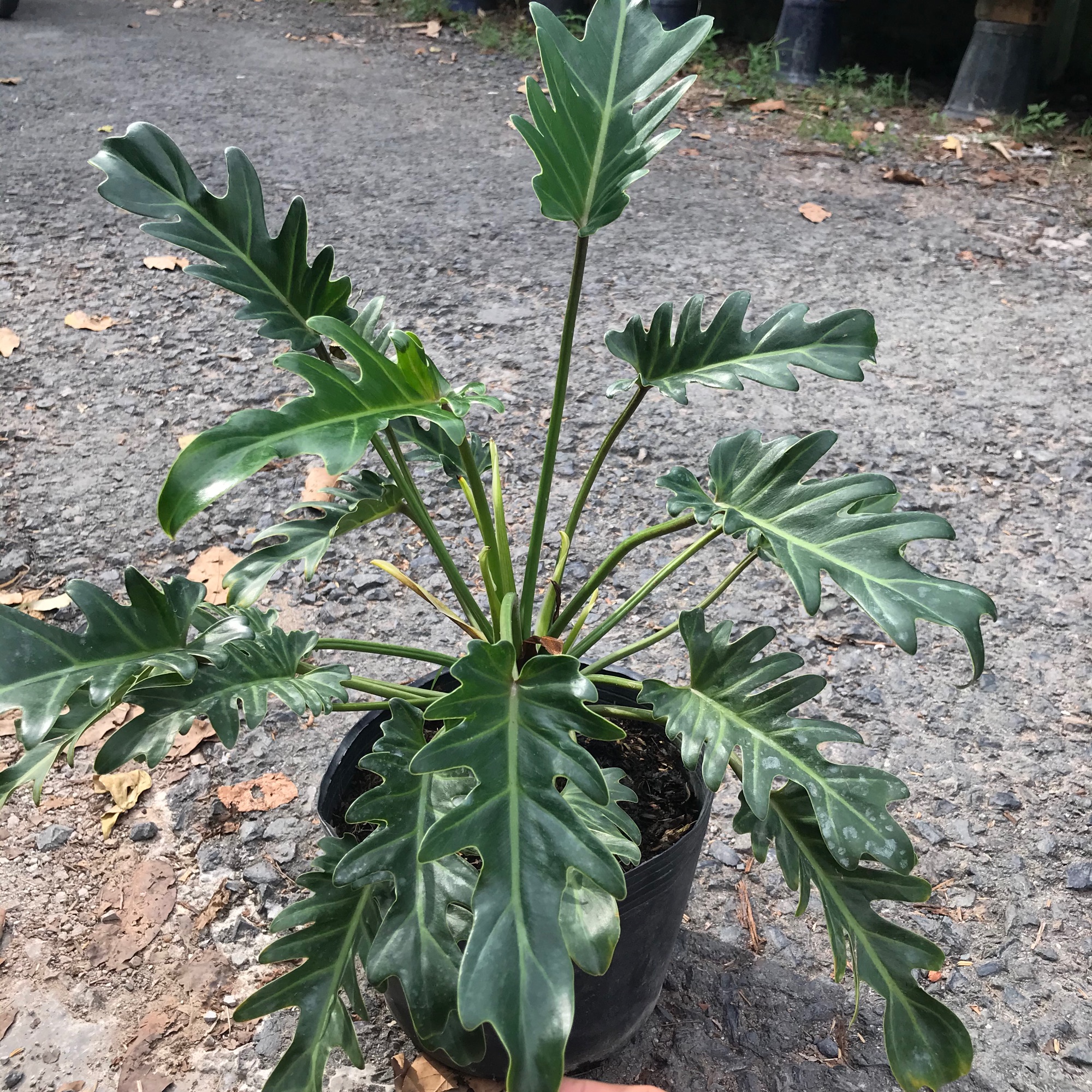 Trầu bà chân vịt + tặng phân bón cho cây mau lớn