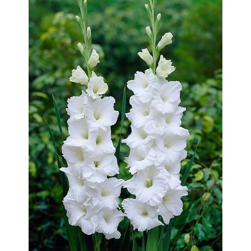 CỦ hoa layơn 5 củ (5 màu ngẫu nhiên tùy đợt) len hoa nhanh dễ chăm
