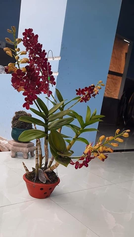 HOA LAN DENRO MAI ĐỎ