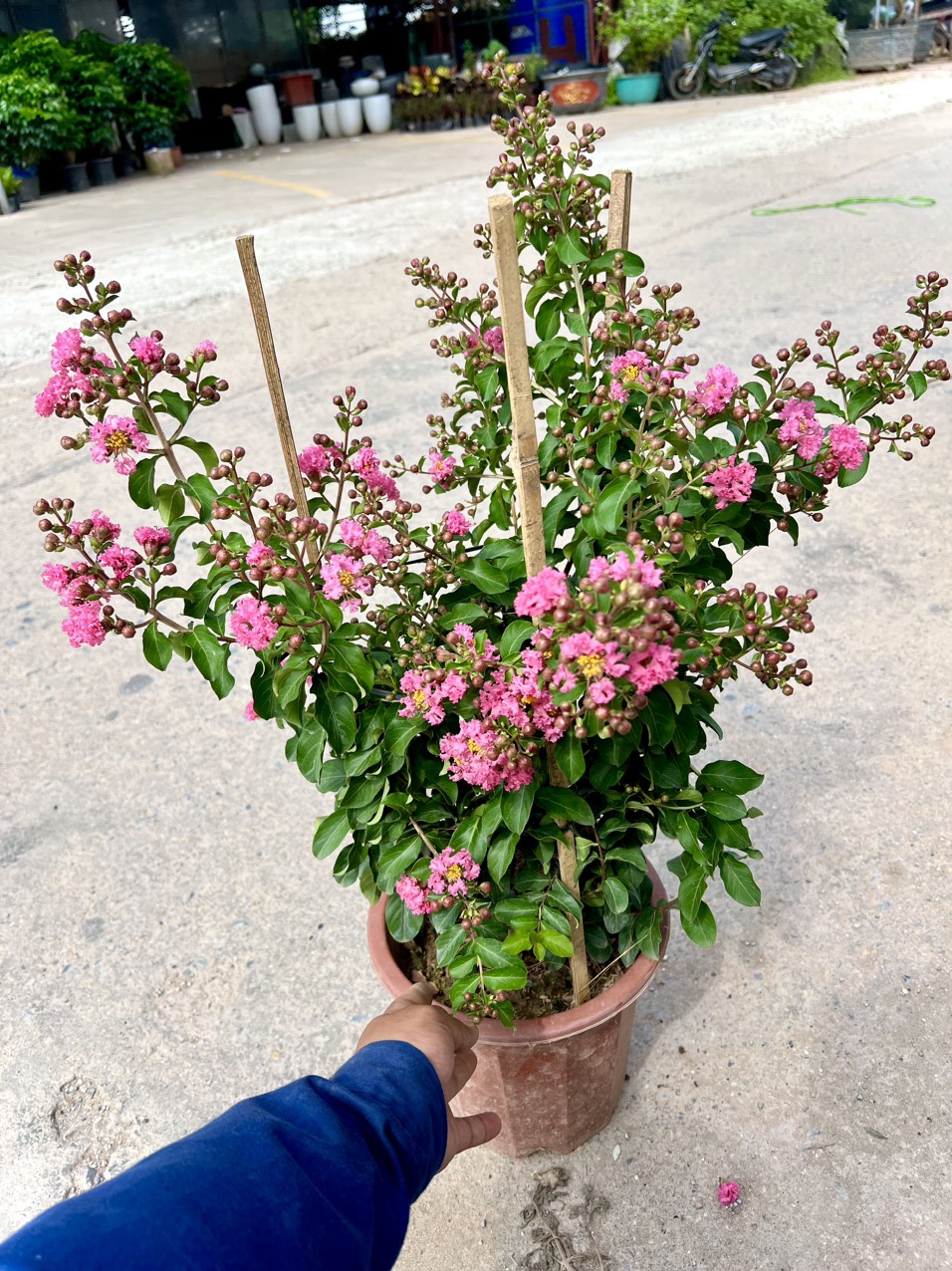 Cây tường vi hồng trưởng thành cao 70 cm đang hoa