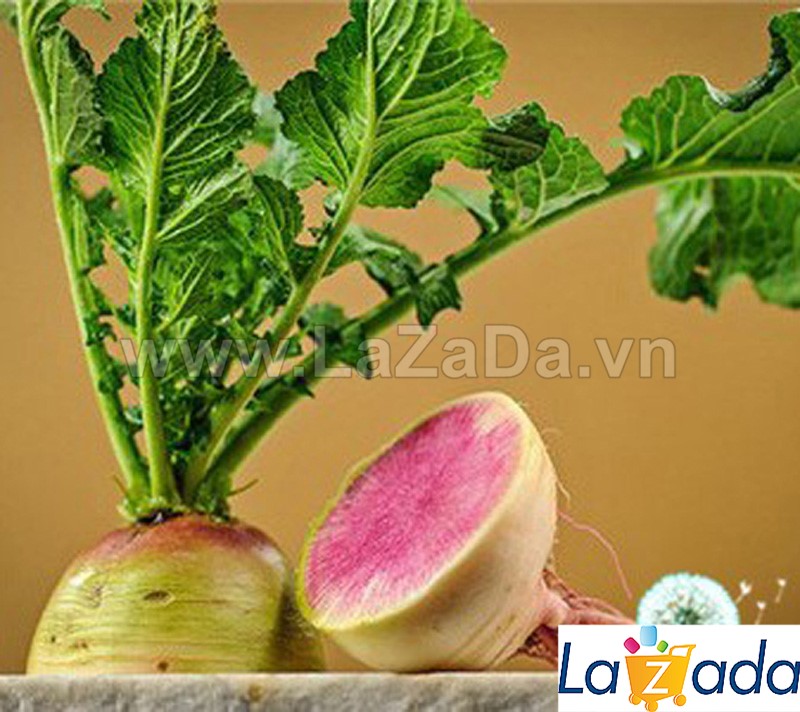 0.5Gr Hạt Giống Củ Cải Đỏ Xanh Vỏ Đỏ Lòng (A1.205| C30*W64*M216)