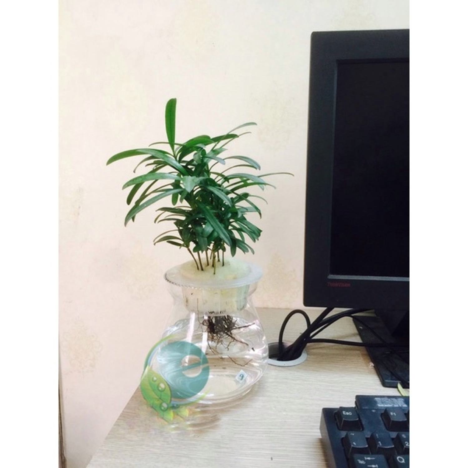 Cây trồng thuỷ sinh để bàn
