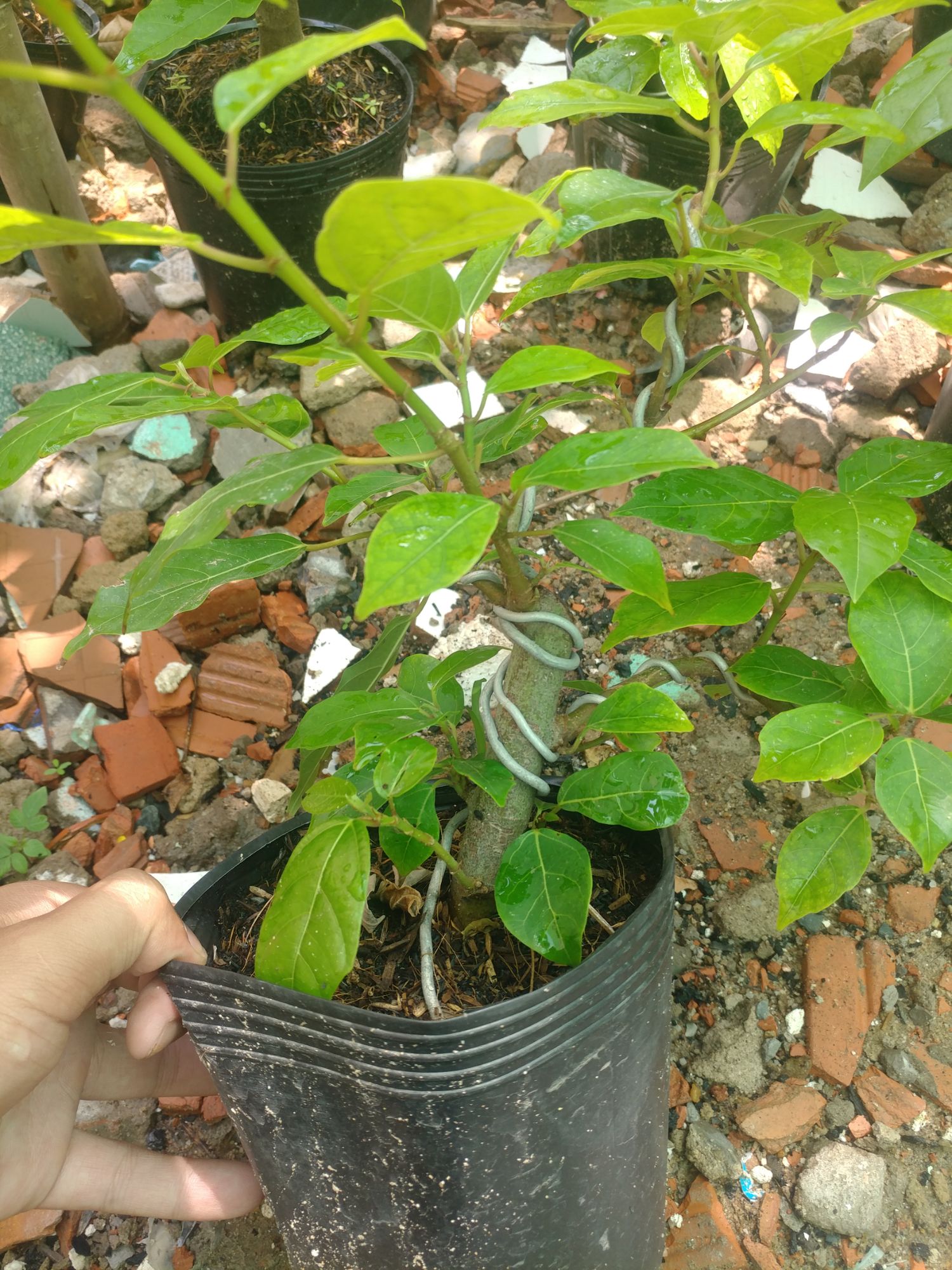 cây sung bonsai mini
