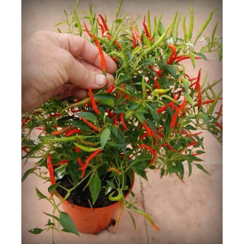 Cây giống ớt chỉ thiên siêu cay