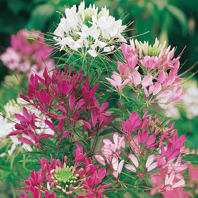 HẠT GIỐNG HOA HỒNG RI MIX (CLEOME)