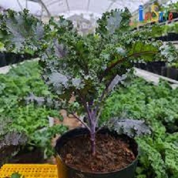 Hạt Giống Cải Xoăn Kale Tím (1gr)