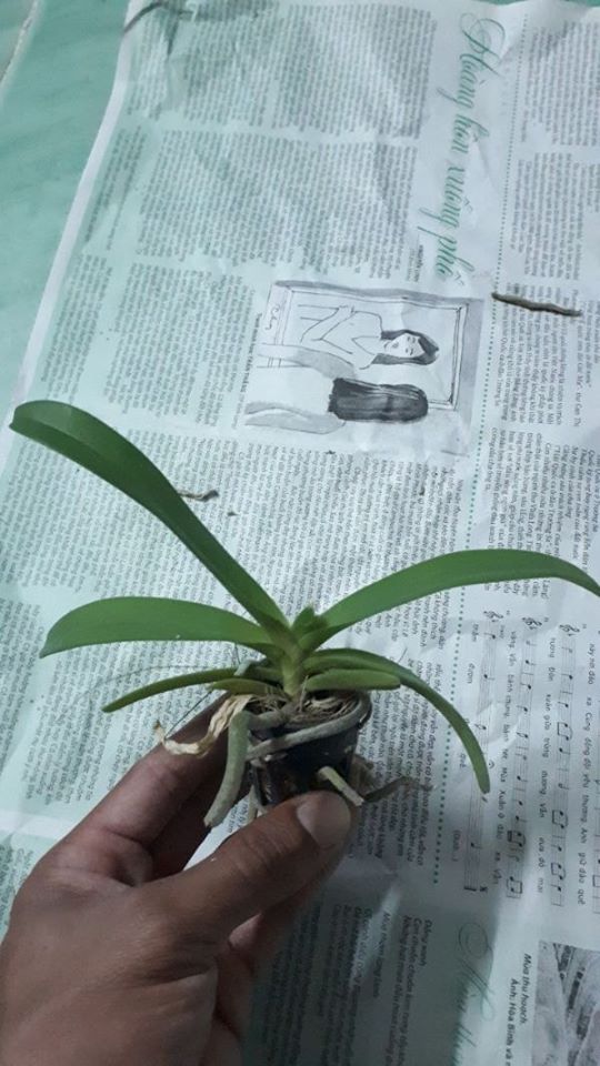 6 cây lan ngọc điểm giống