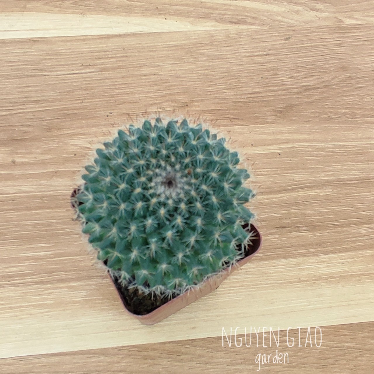 Cây xương rồng bánh sinh nhật mini