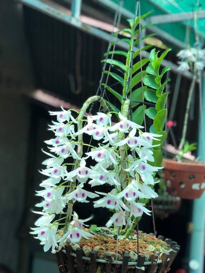phi điệp 5 ct phú thọ hàng gieo hạt