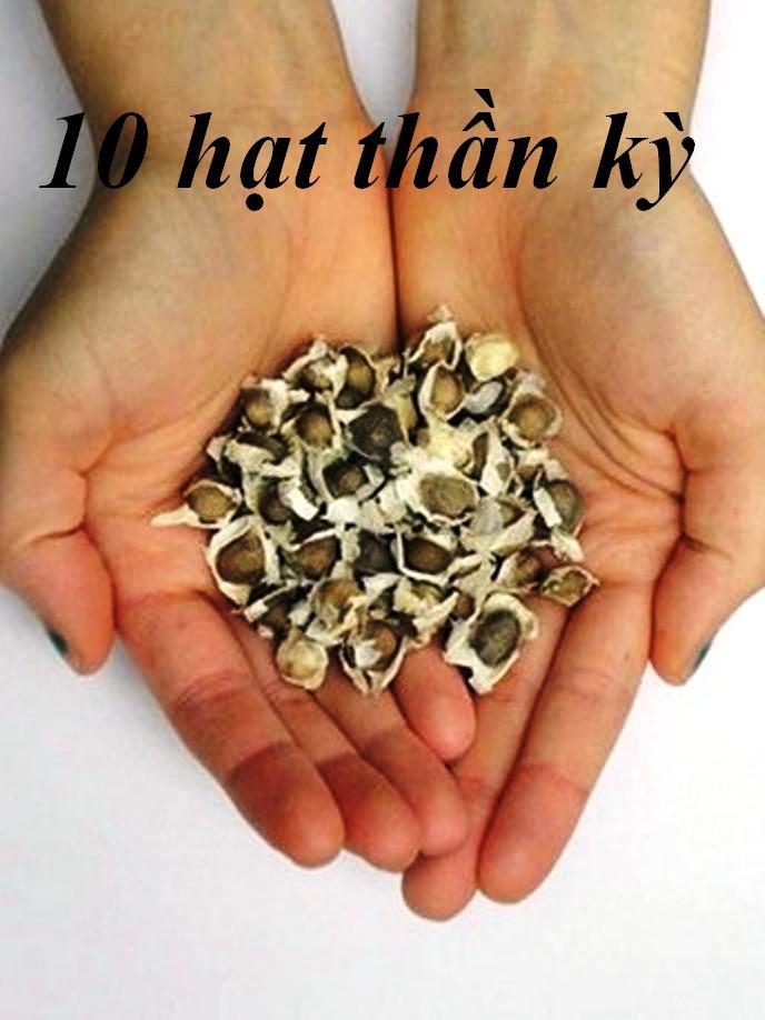 10 hạt cây thần kỳ