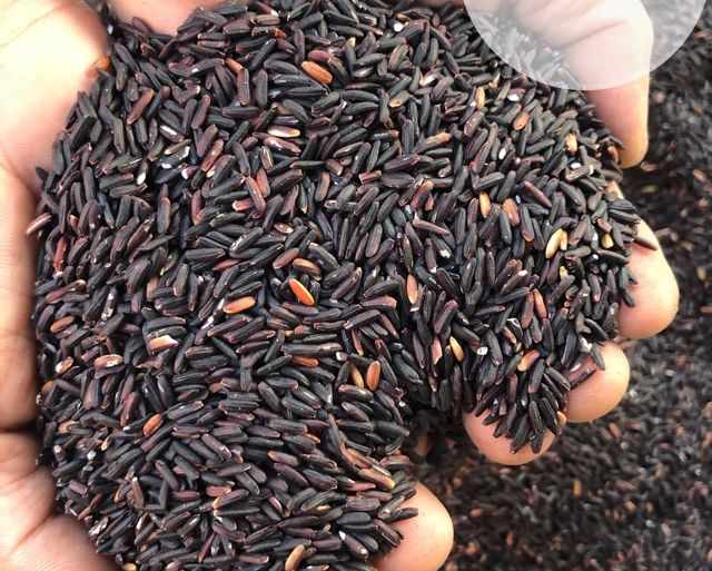 GẠO TÍM THAN SÓC TRĂNG (túi hút chân không hoặc túi zip 1kg loại ngon)