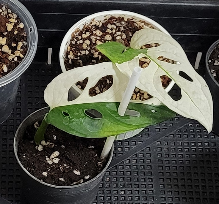 Trầu Bà Lỗ Var (Adansonii Albo) - Var trắng xanh