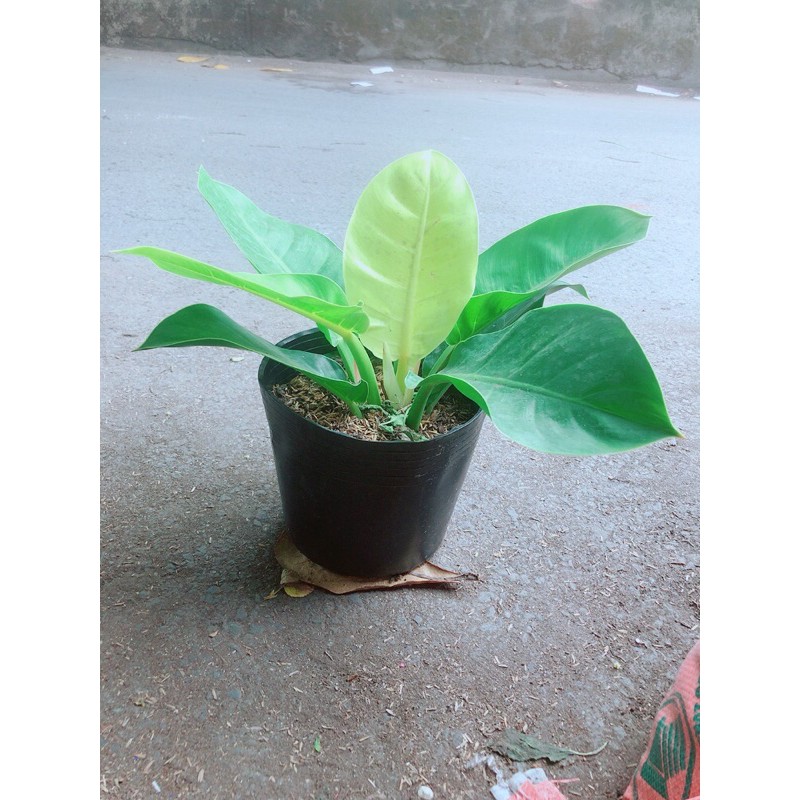 [HCM]Trầu Bà Đế Vương