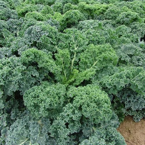 Hạt giống Cải Xoăn Kale 1g