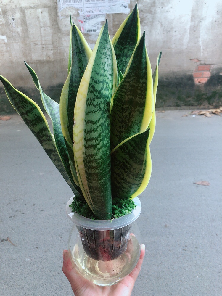 [HCM]Chậu Lưỡi Hổ Vàng Thuỷ Canh