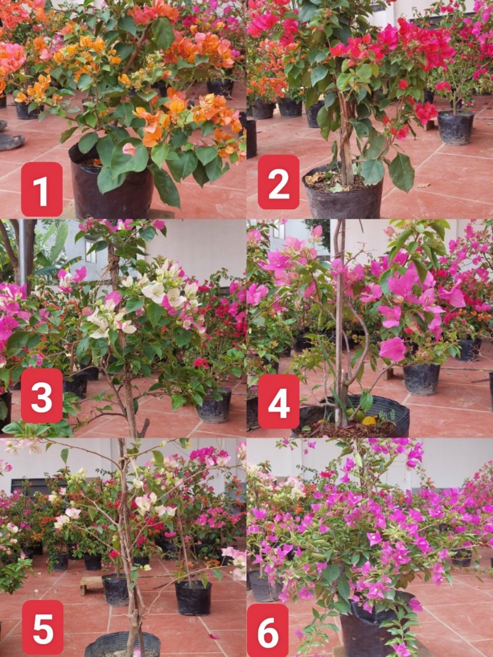 2 CÂY HOA GIẤY SẴN MĂT HOA NHƯ HÌNH ( CÓ 6 MÀU KHÁCH DƯƠC CHON MÀU)