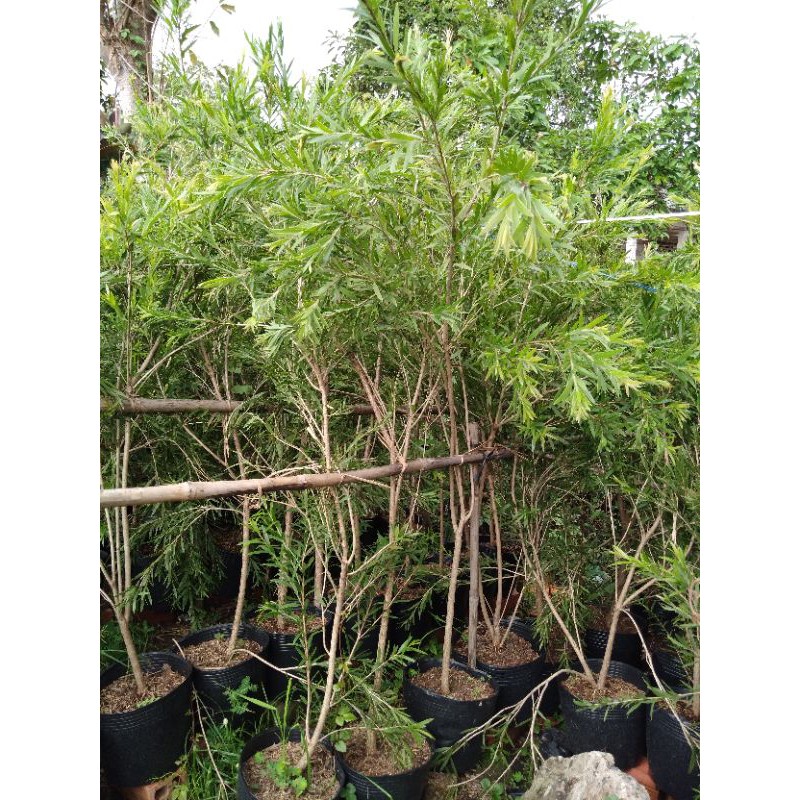 Cây hoa liễu siêu hoa