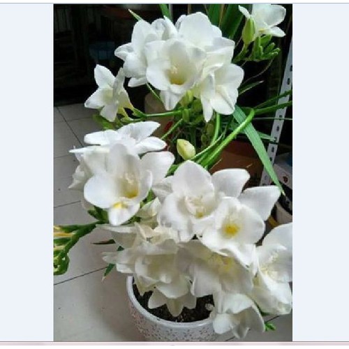 Củ giống hoa lan nam phi hoa trắng - 1 củ tặng kèm 1 viên nén ươm củ