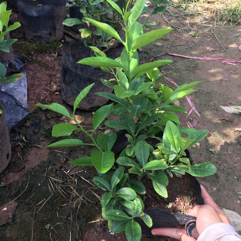 Cây chanh tứ quý (chanh ta) tán xum (Cây như hình)