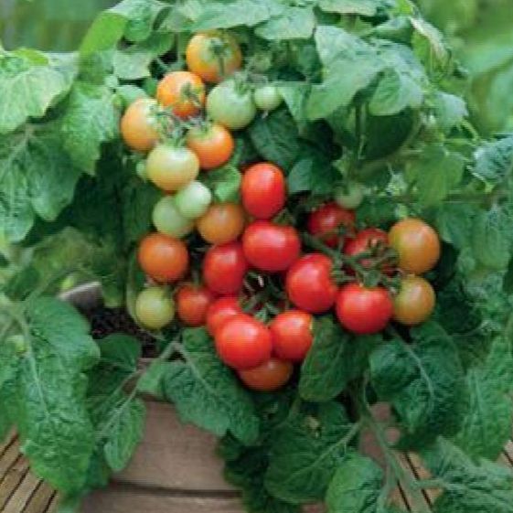 Hạt giống cà chua bi lùn đỏ -gói 20 hạt
