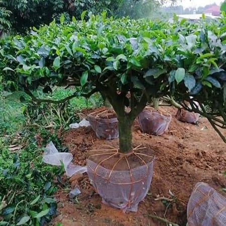 Cây chè xanh uống nước