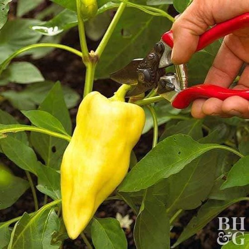 Hạt giống ớt đùi gà Thái Lan F1 - ( 0.5gram tầm 75 hạt)