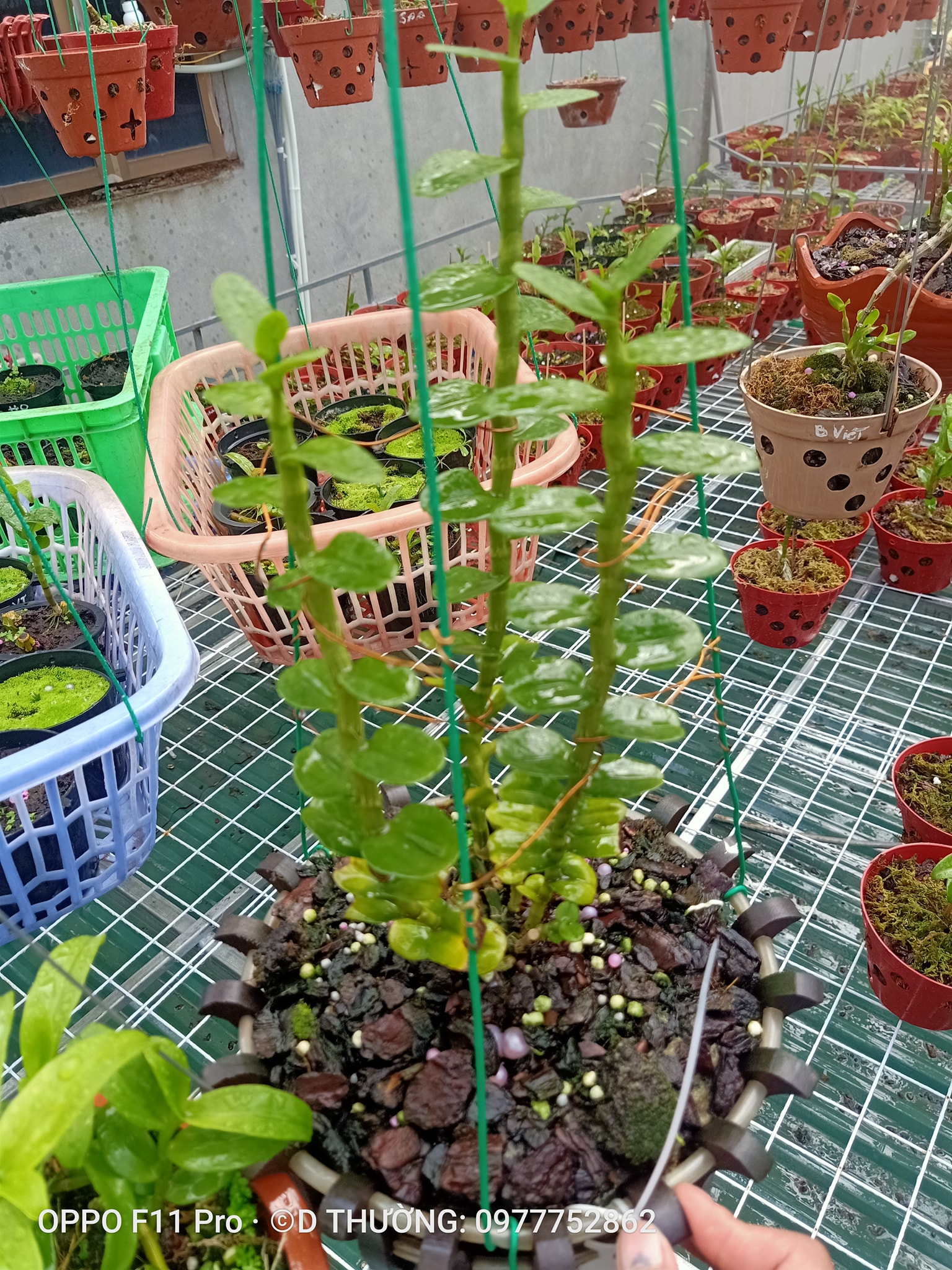 Hoa lan phi điệp- mít đồng xu đà bắc ( bản lá to, dày )