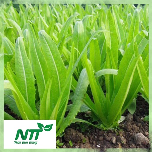 Hạt giống Xà Lách Nhọn (Rau Diếp Thơm)