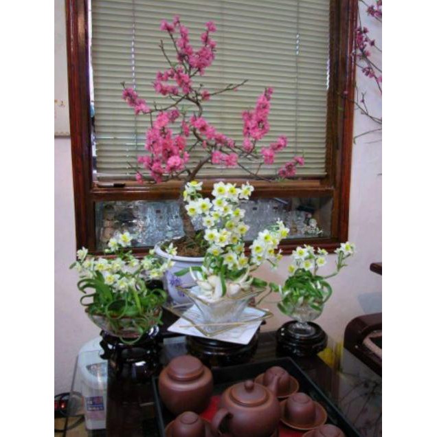 Củ giống hoa thủy tiên( củ nhỏ)