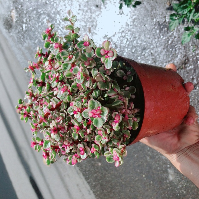 [HCM]Cây Cành Vàng Lá Ngọc size Lớn
