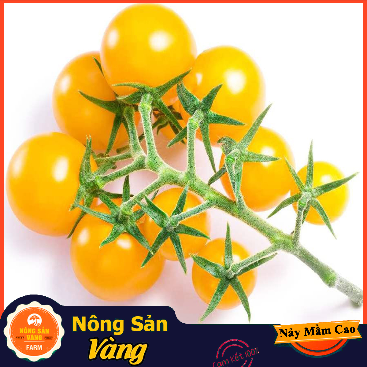 Yellow cherry tomato seeds small round Cherry shape (yellow cherry tomato) beautiful yellow orange assemblies (0,1 grams pack) shallow yellow