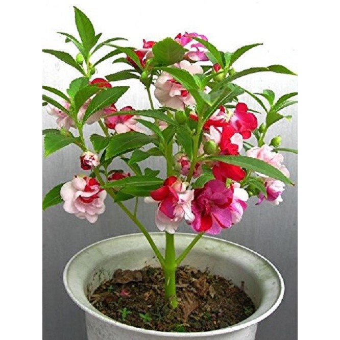 Hạt hoa móng tay nhiều màu - gói 1 gram