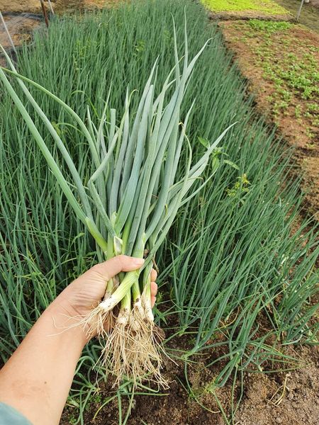 Hạt giống hành lá 5gr