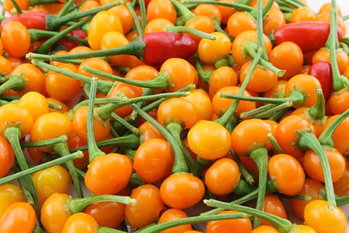 Chậu cây giống ớt Peru Aji Charapita