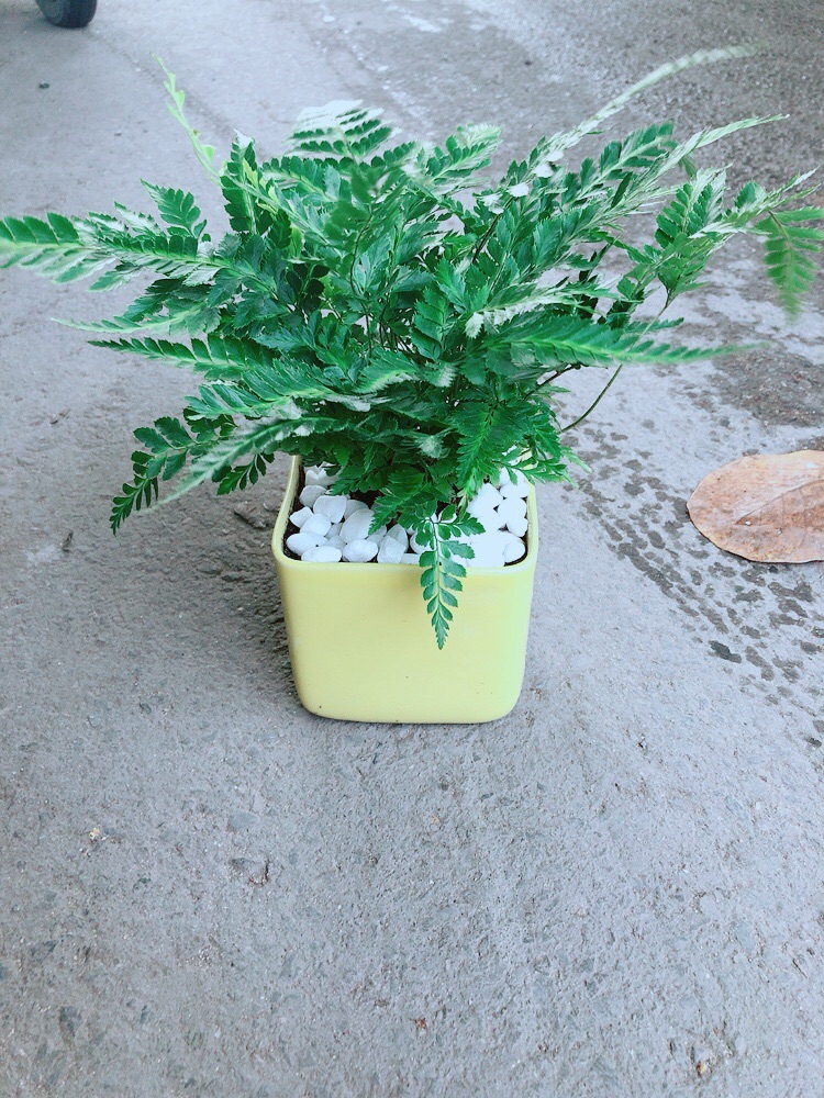 Chậu Cây Dương Sỉ
