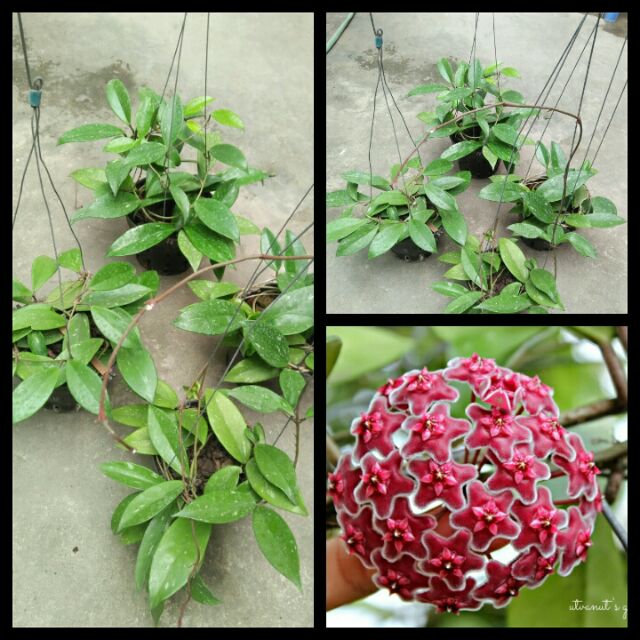 hoa lan cẩm cù hoa đỏ