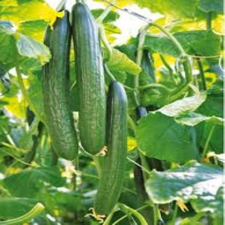 HG76- Hạt giống dưa chuột kiếm nhật 20 hạt