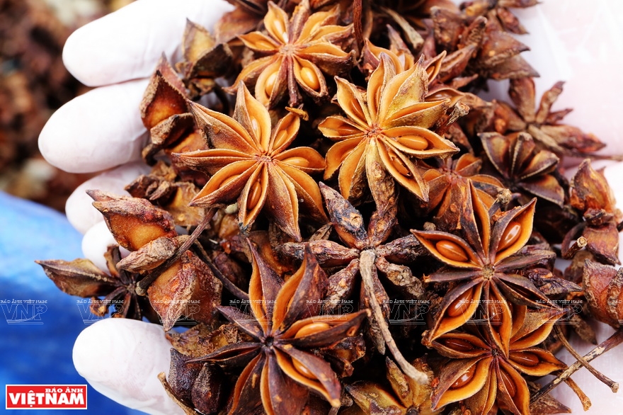 500gr hoa hồi khô/ đại hồi khô - sạch, đẹp, thơm phức dùng nấu phở và món trung