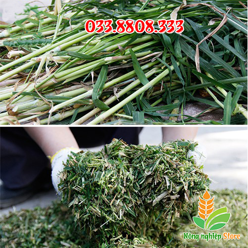 Hạt Giống Cỏ Voi - Gói 1 KG [Cỏ Chăn Nuôi]
