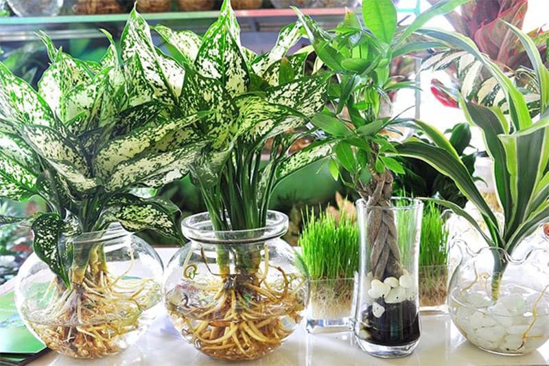 Phân tan chậm thủy canh (24 viên/ gói) GIÁ TỐT