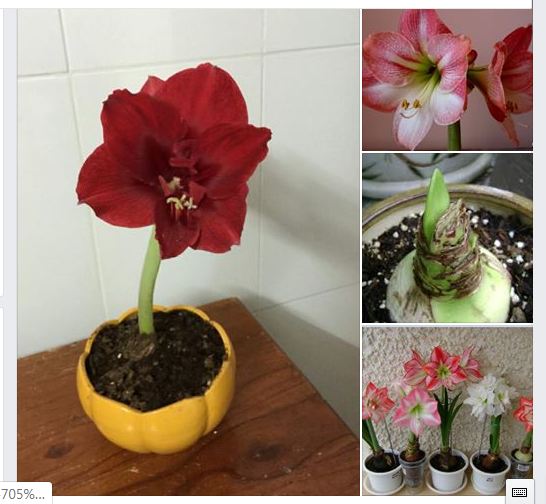 Set of 2 Lily Bulbs (1 Red Velvet Flower Bulb + 1 Peach Rose Bulb)