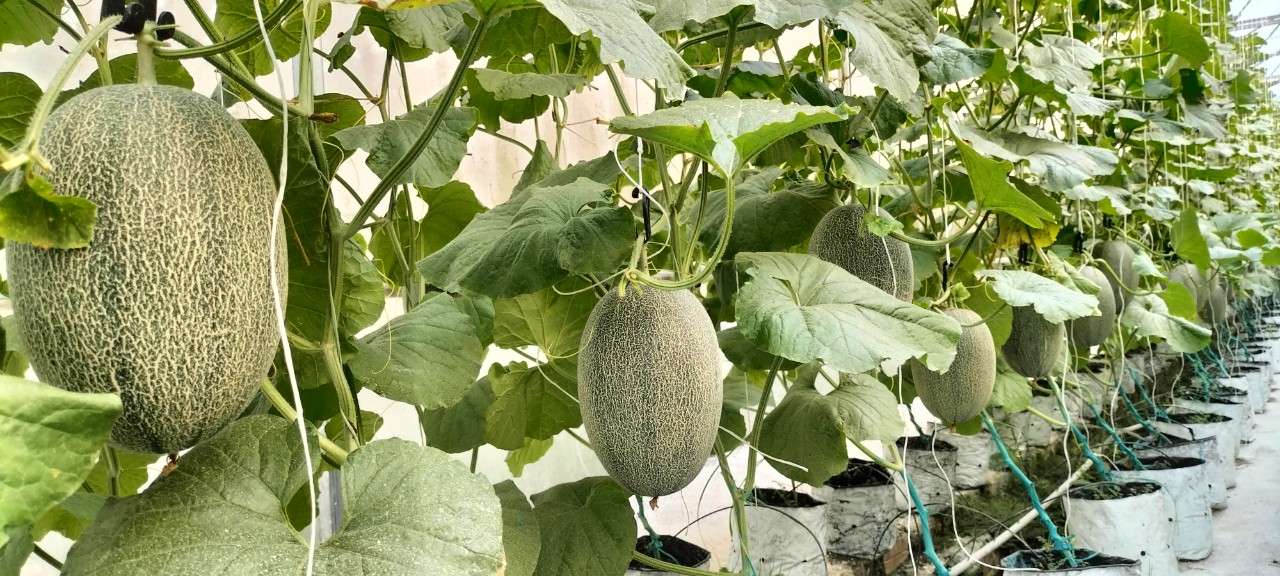 Hạt giống dưa lưới Mật KF Siêu Ngọt, Trái To_KIEUFARM_ Gói 10gram (295 - 312 hạt)