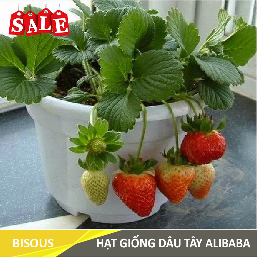 Hạt giống Dâu tây Q24 Bisous KLT 50 hạt
