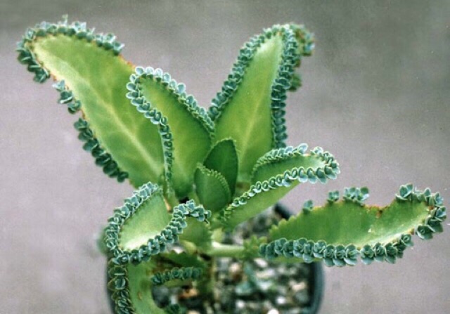 Giống Cây Lá Bỏng (5 cây )