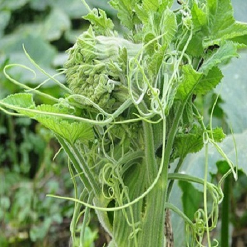Hạt giống Bí siêu ngọn gói 20 gram
