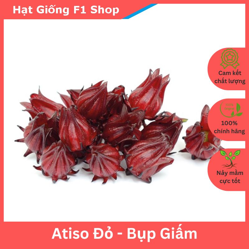 Hạt Giống Cây Atiso Đỏ Bụp Giấm Chất Lượng F1 (50H) (113.F1)